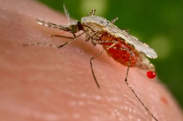 Statewide warning against mosquitos after 4 intestinal sickness cases